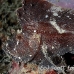 scorpionfish_leaf_mr_h_0054_yap0059.jpg